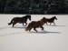 koně ve sněhu.jpg